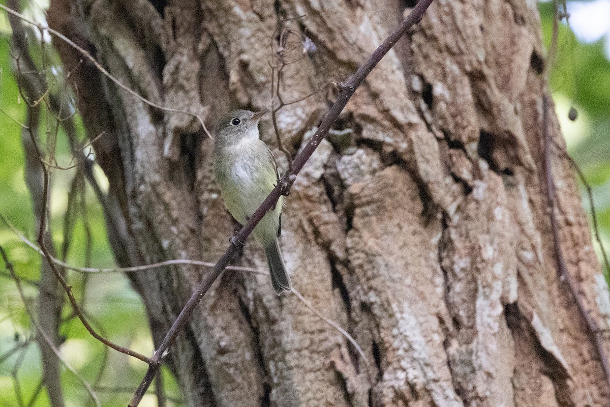 tyranovec malinký - ML643450216