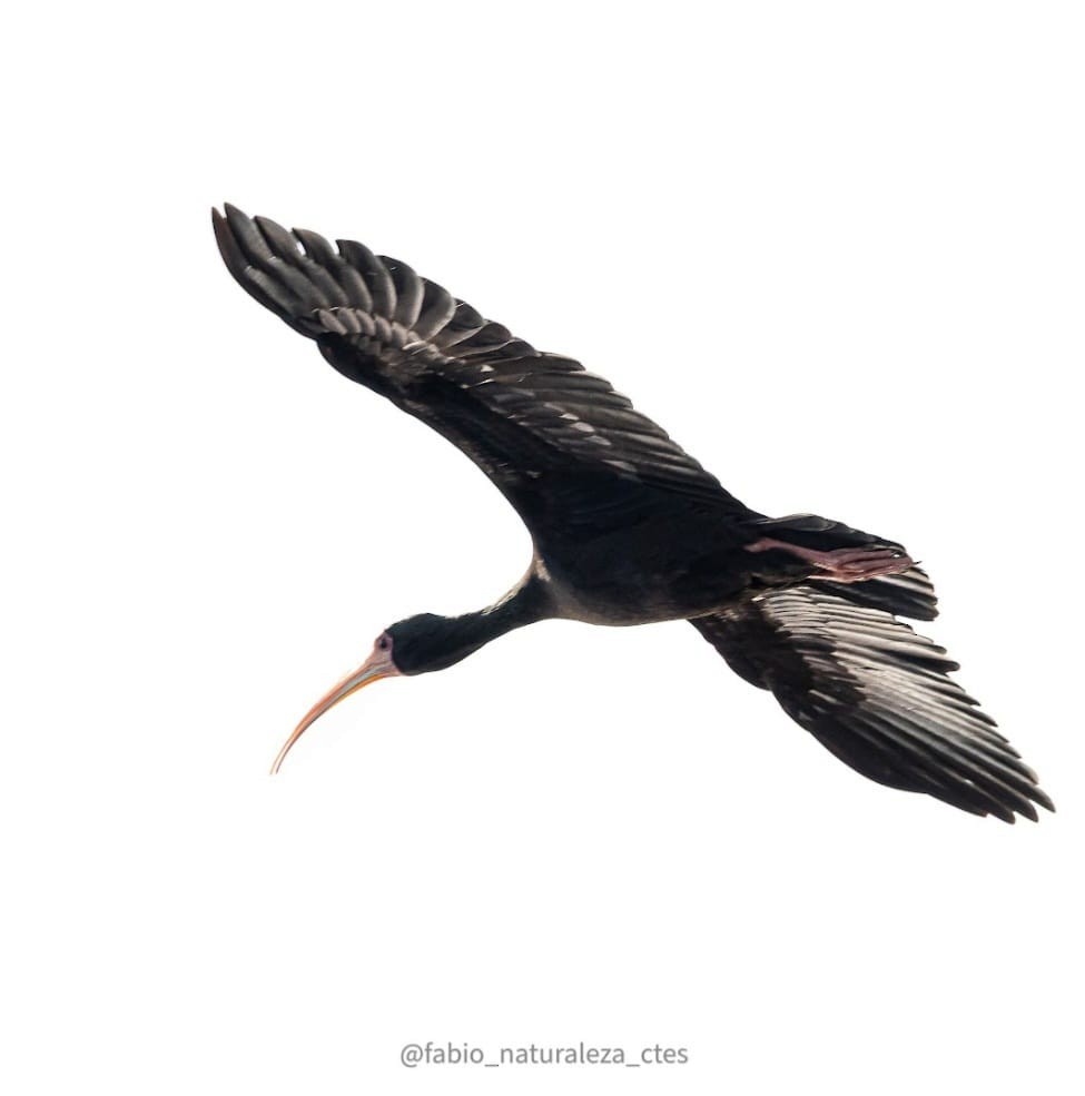 Ibis Afeitado - ML643450222