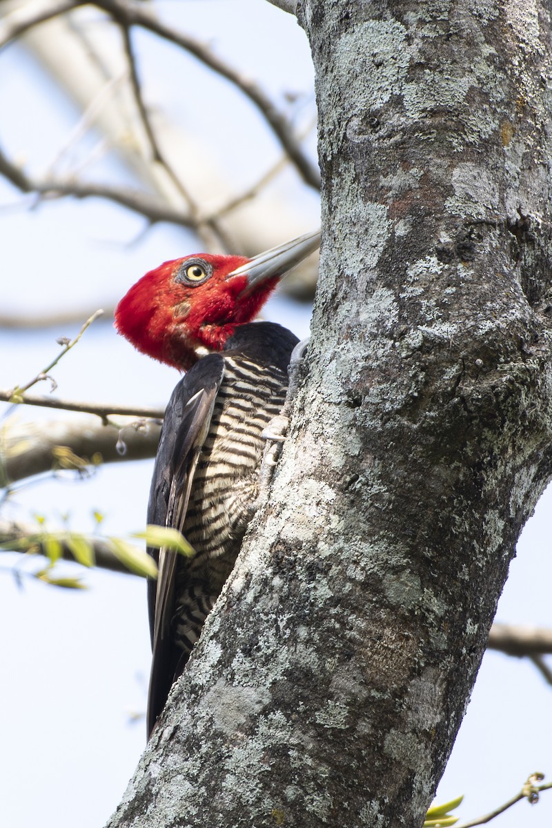 Pale-billed Woodpecker - ML643450223