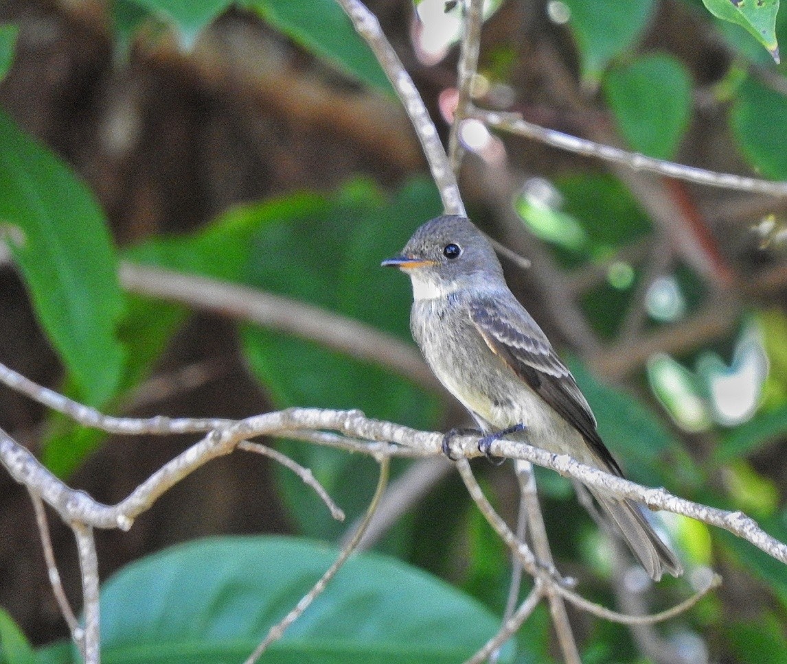 Eastern Wood-Pewee - ML643450225