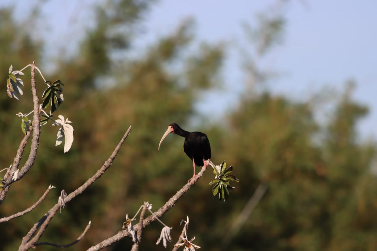 Ibis Afeitado - ML643450240