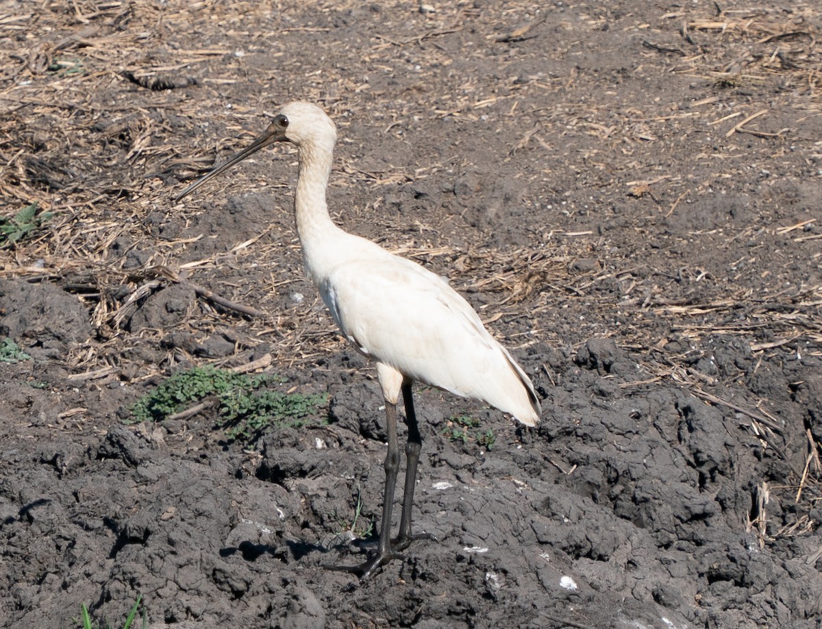 Royal Spoonbill - ML643450245