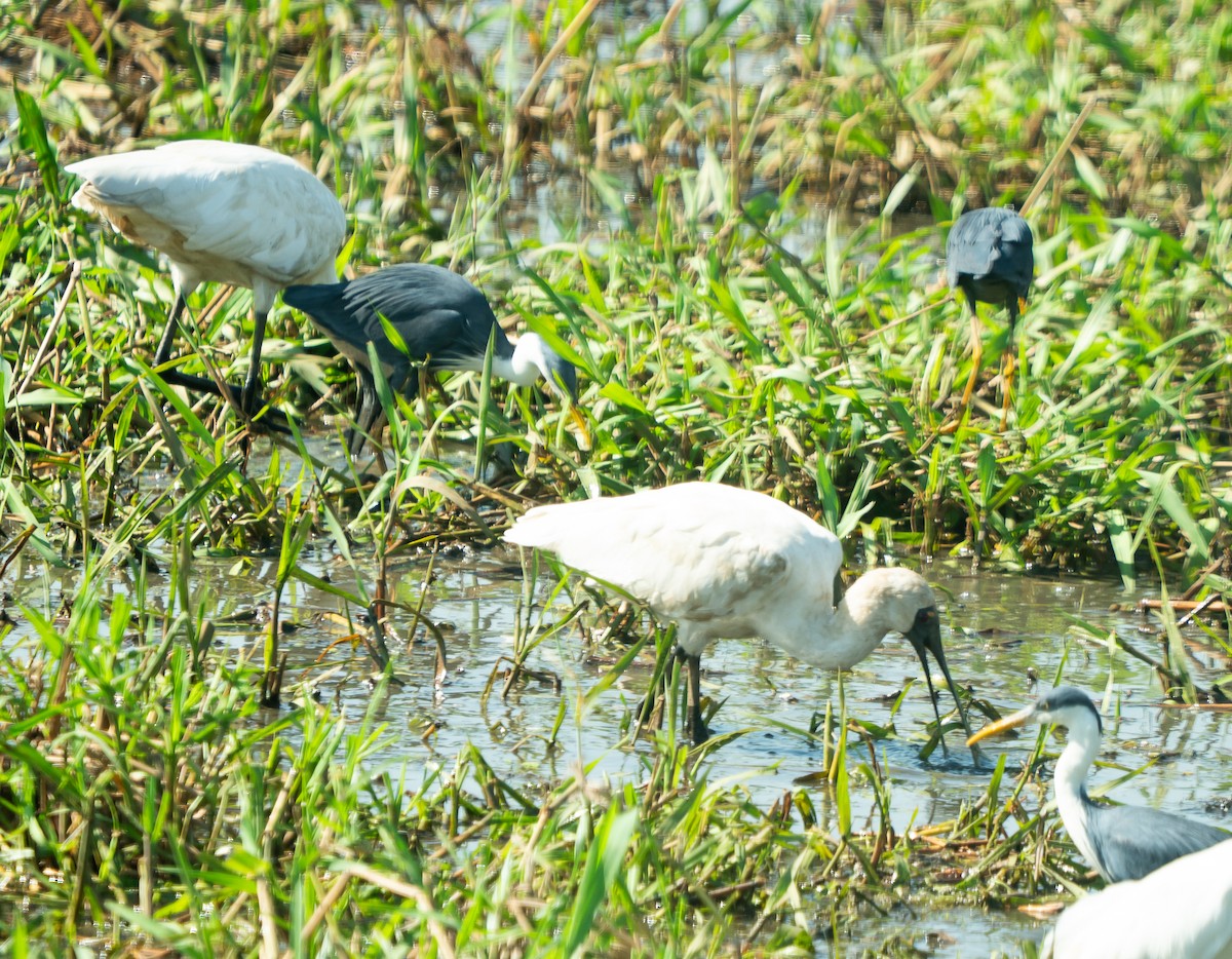 Royal Spoonbill - ML643450246