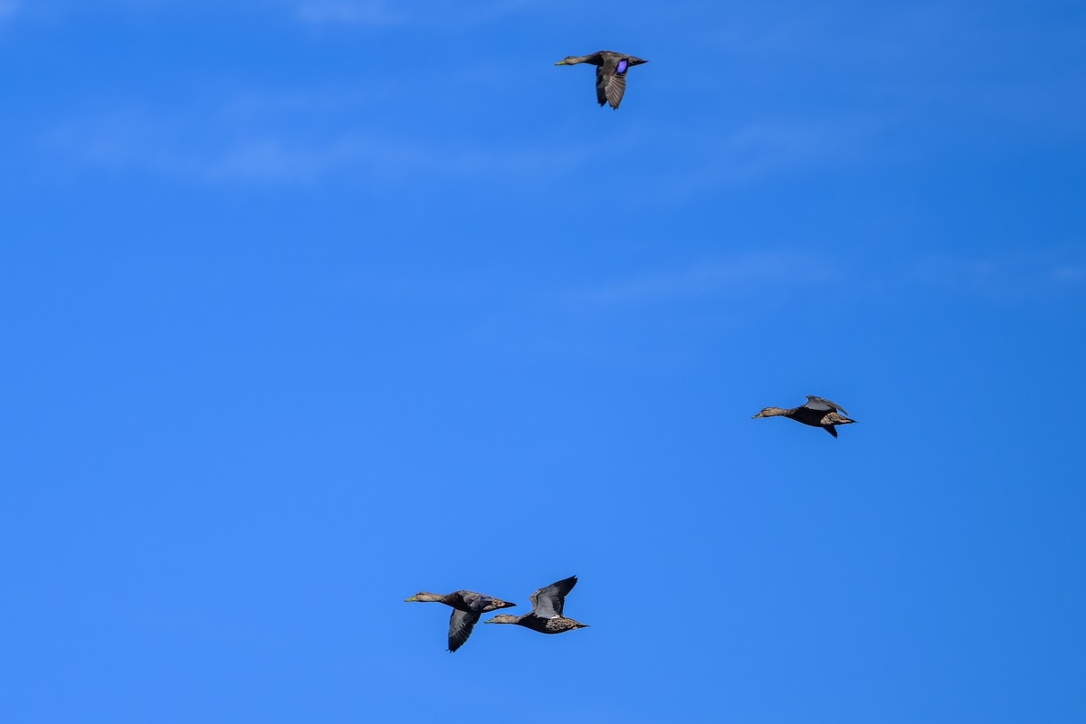 American Black Duck - ML643450282