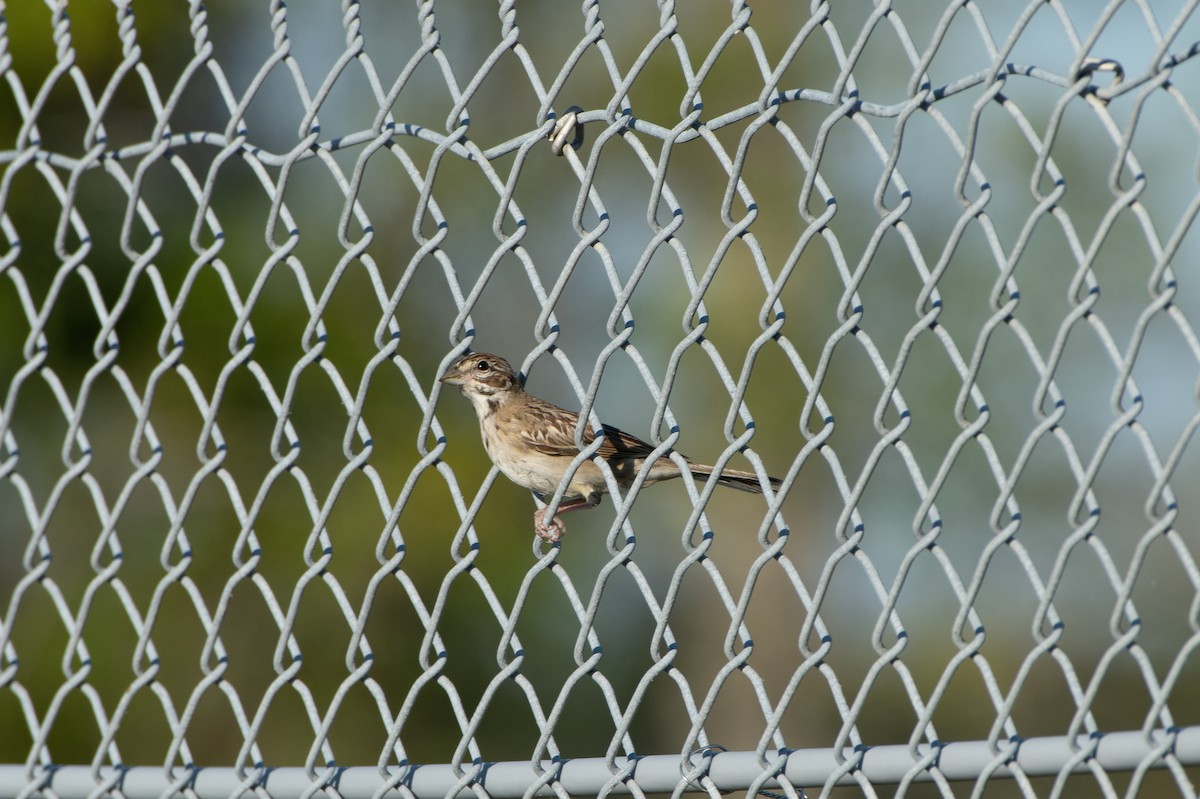 Lark Sparrow - ML643450297