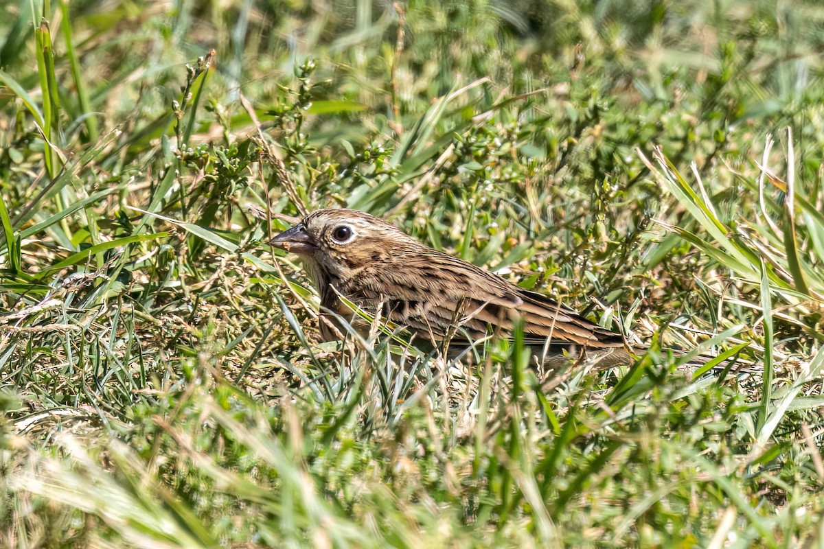 Vesper Sparrow - ML643450302