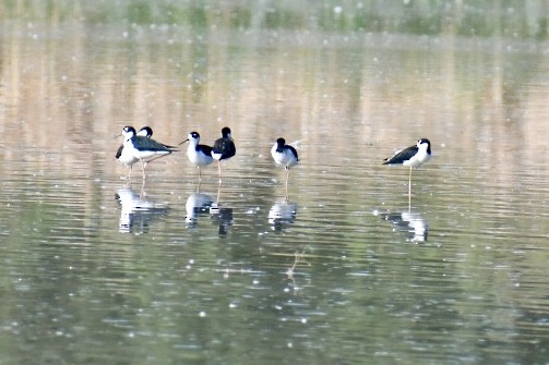 Échasse d'Amérique - ML643450317