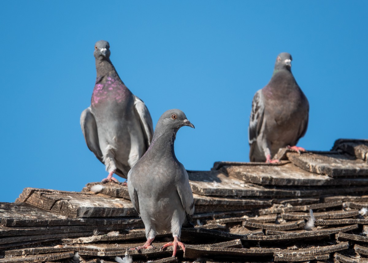 Rock Pigeon (Feral Pigeon) - ML643450319