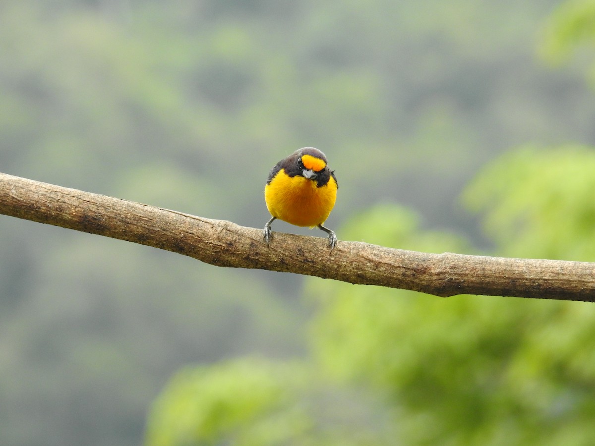 Violaceous Euphonia - ML643450328