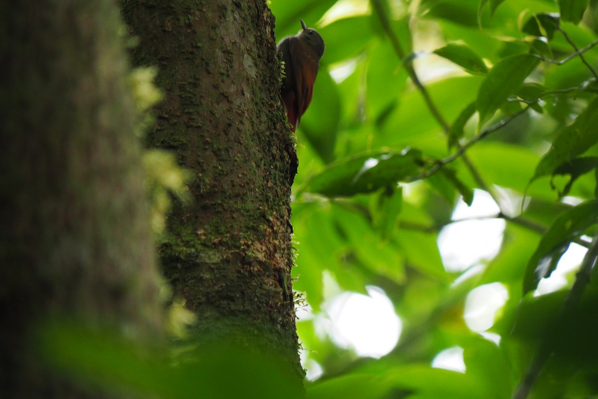 Olivaceous Woodcreeper - ML643450368