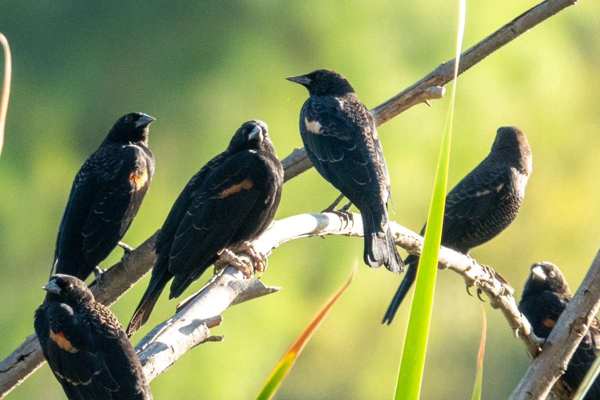 Tricolored Blackbird - ML643450370