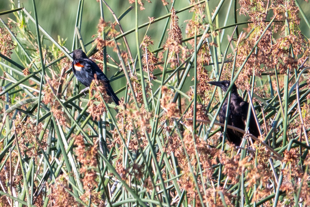 Tricolored Blackbird - ML643450371