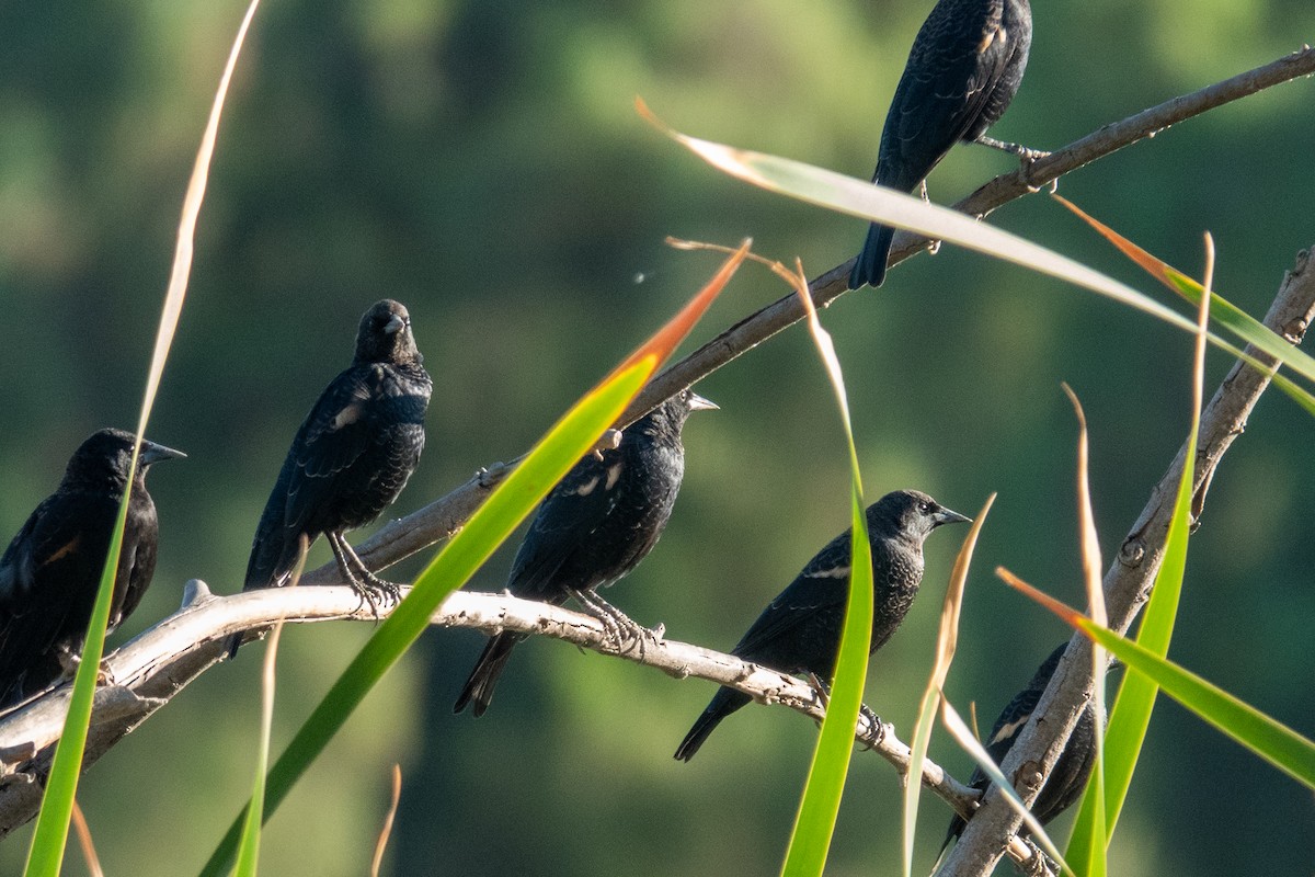 Tricolored Blackbird - ML643450372