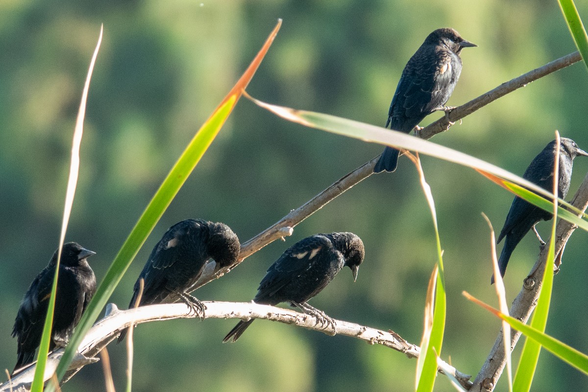Tricolored Blackbird - ML643450375