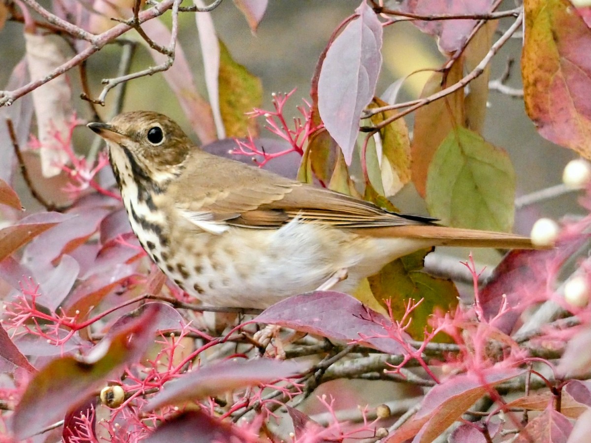 Hermit Thrush - ML643450398