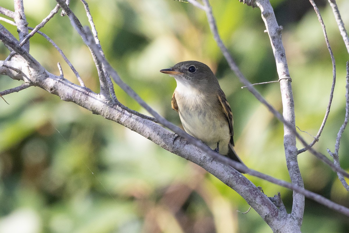 Moucherolle des aulnes ou M. des saules - ML643450409