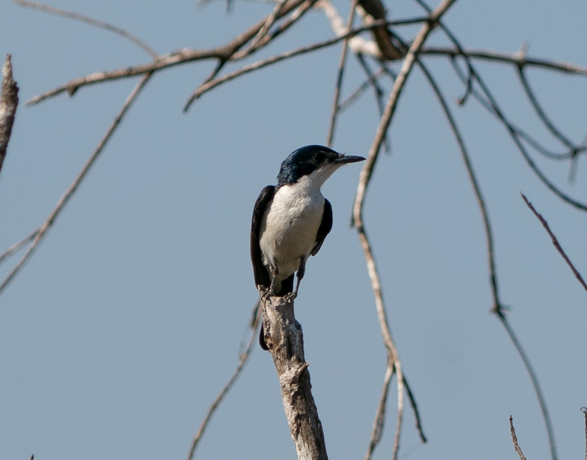 Paperbark Flycatcher - ML643450411