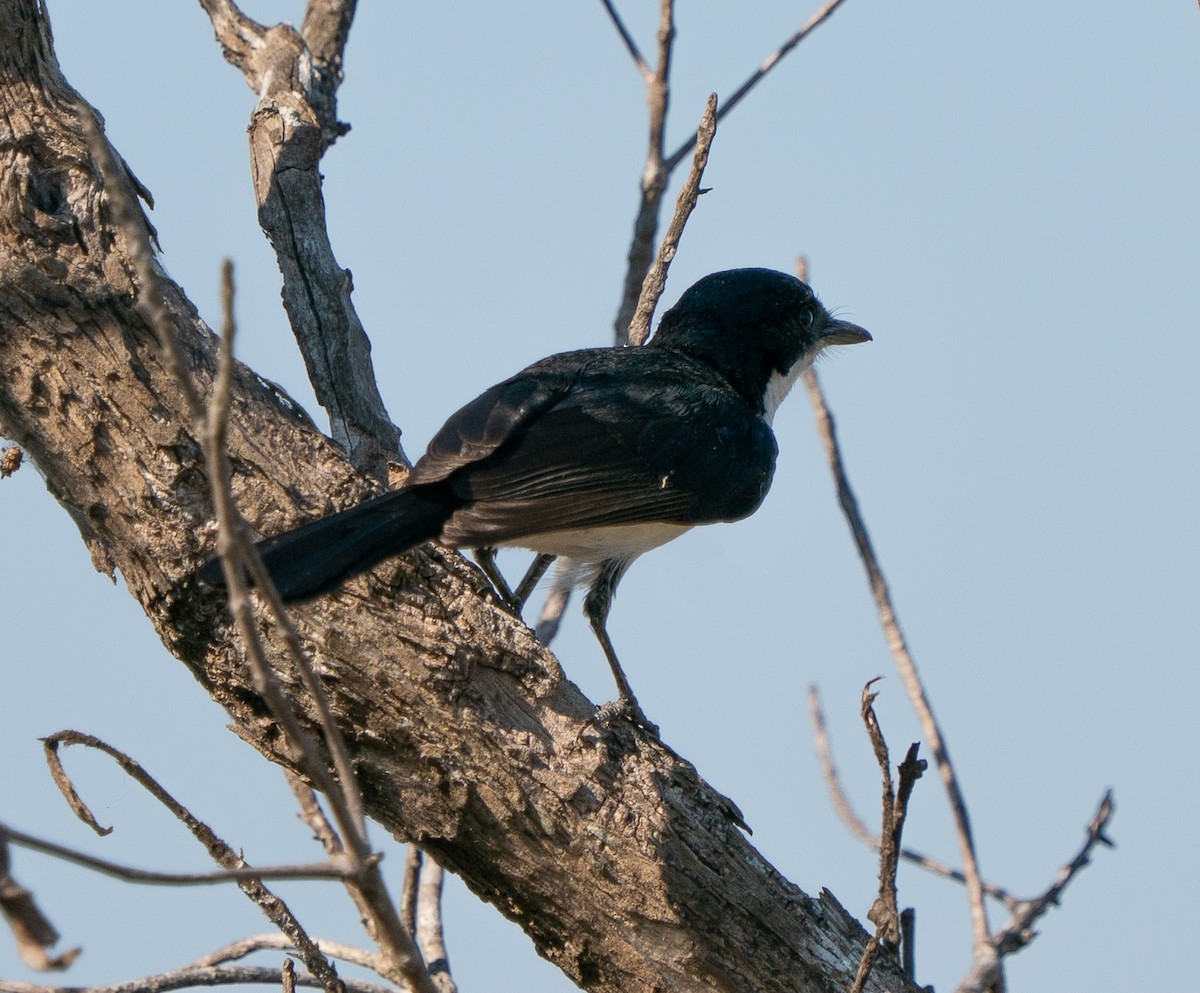 Paperbark Flycatcher - ML643450412