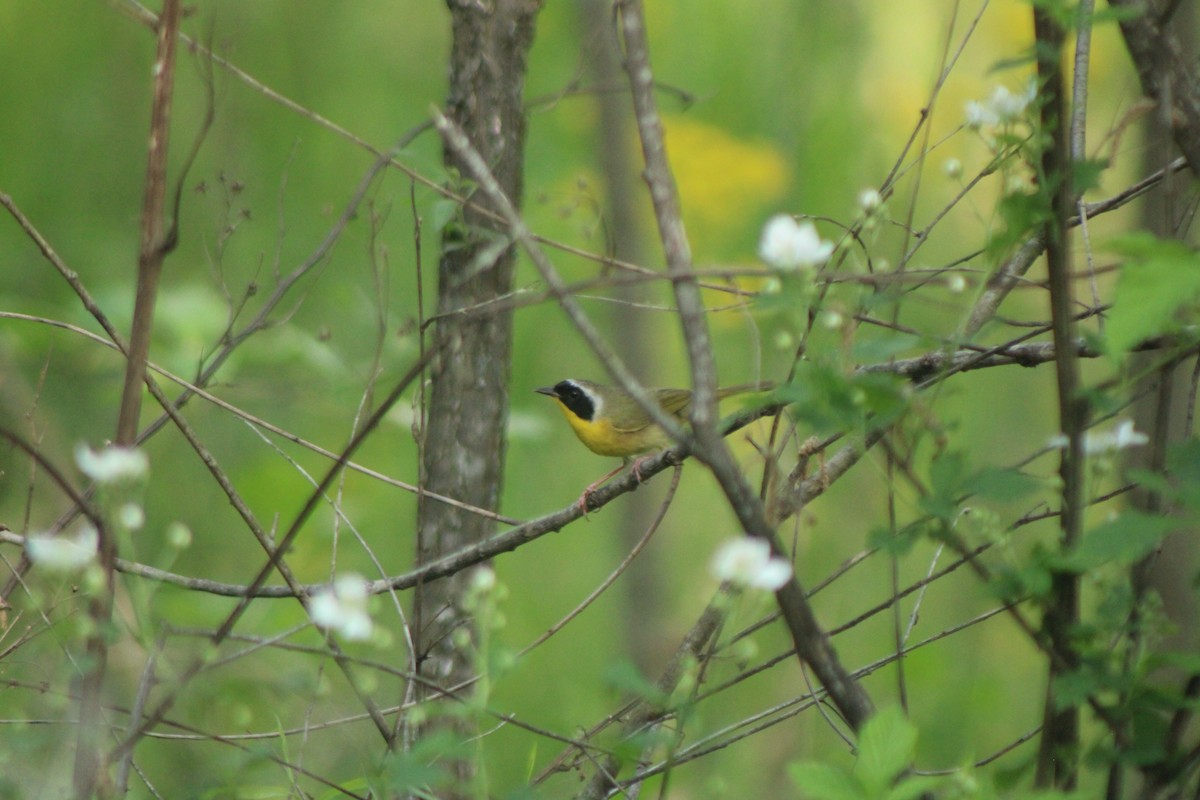 Common Yellowthroat - ML643450416