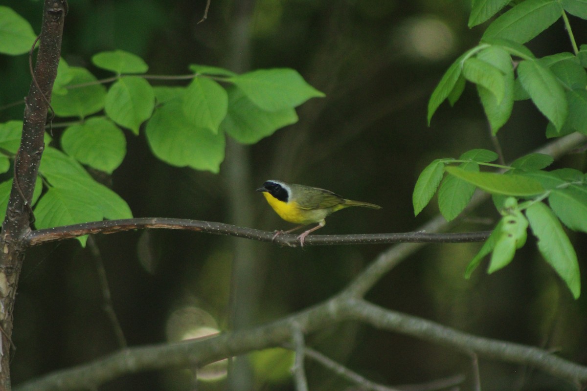 Common Yellowthroat - ML643450417