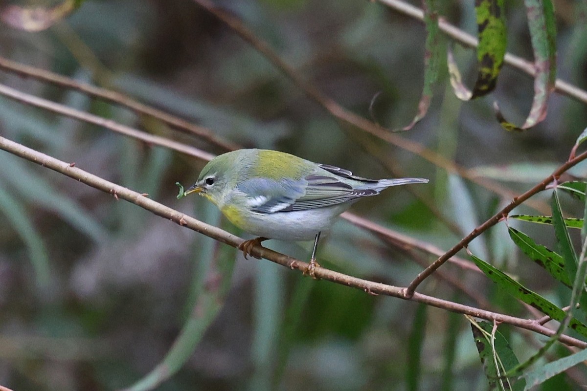 Northern Parula - ML643450429