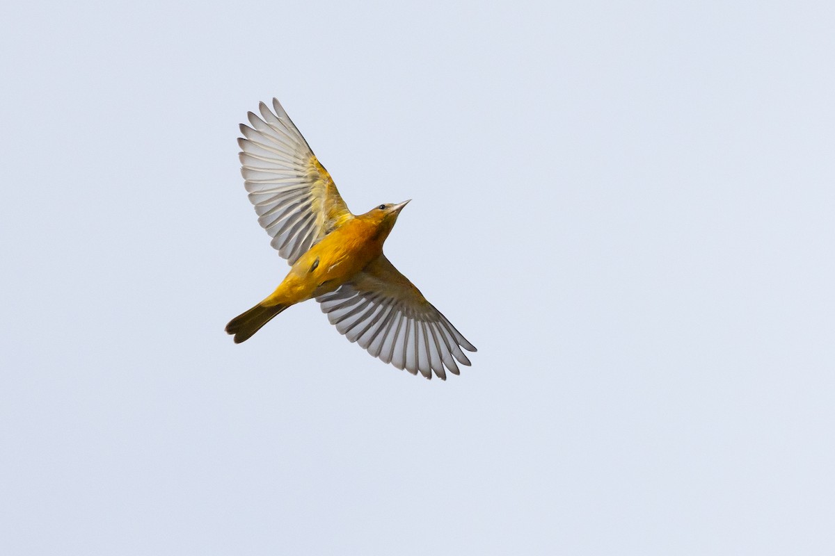 Baltimore Oriole - ML643450436