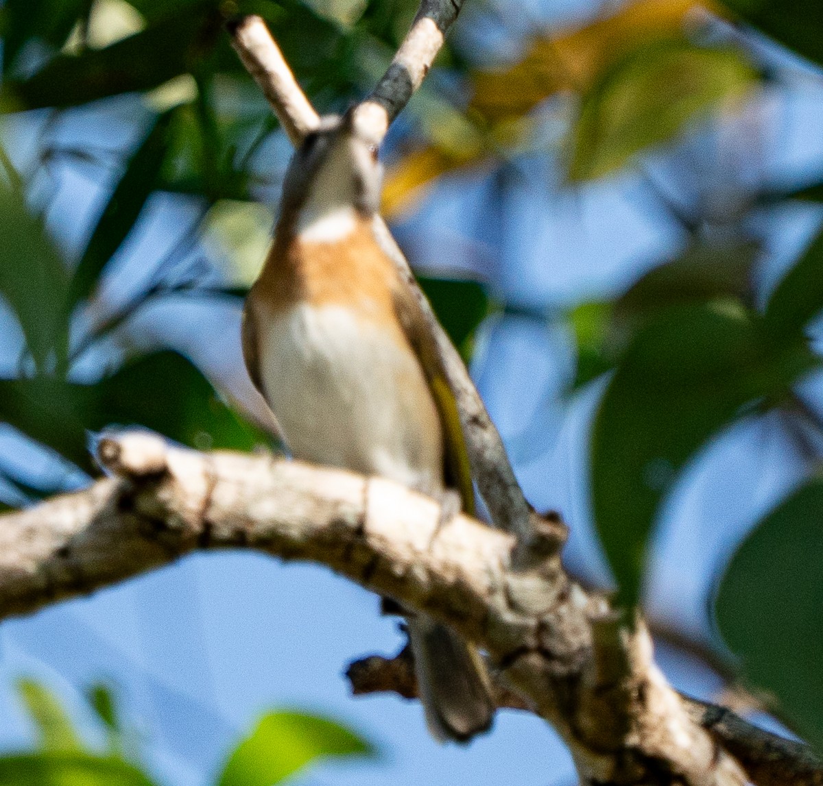 Rufous-banded Honeyeater - ML643450442