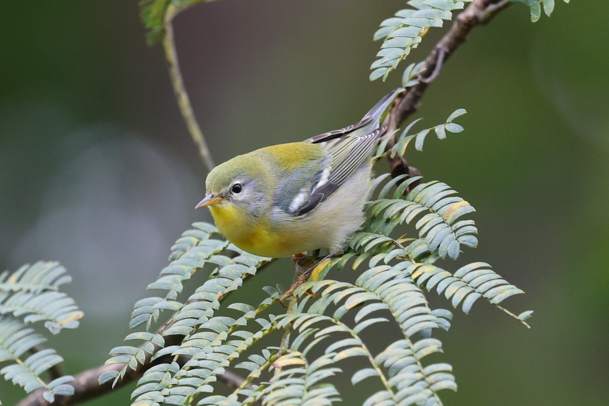 Northern Parula - ML643450448