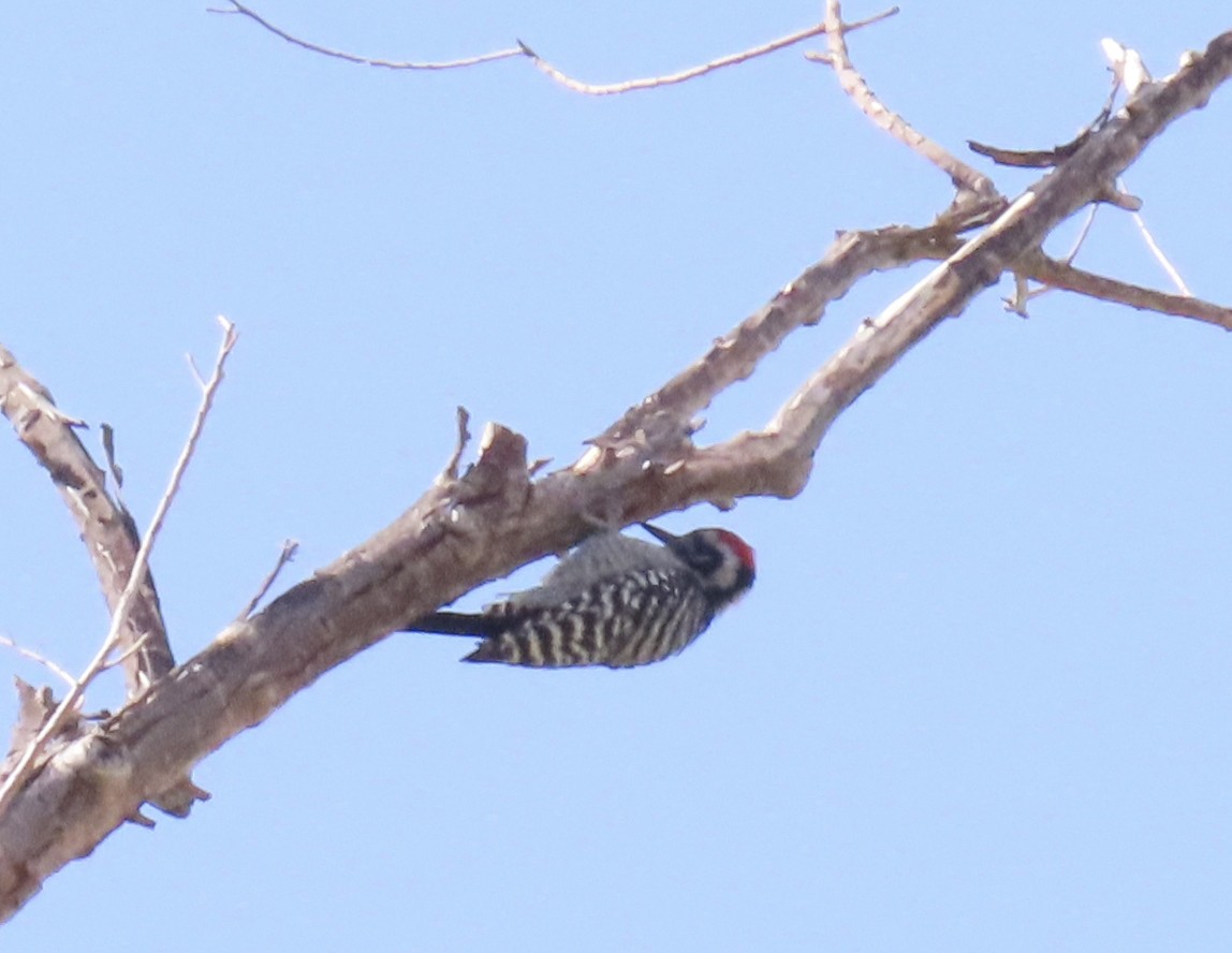Ladder-backed Woodpecker - ML643450464