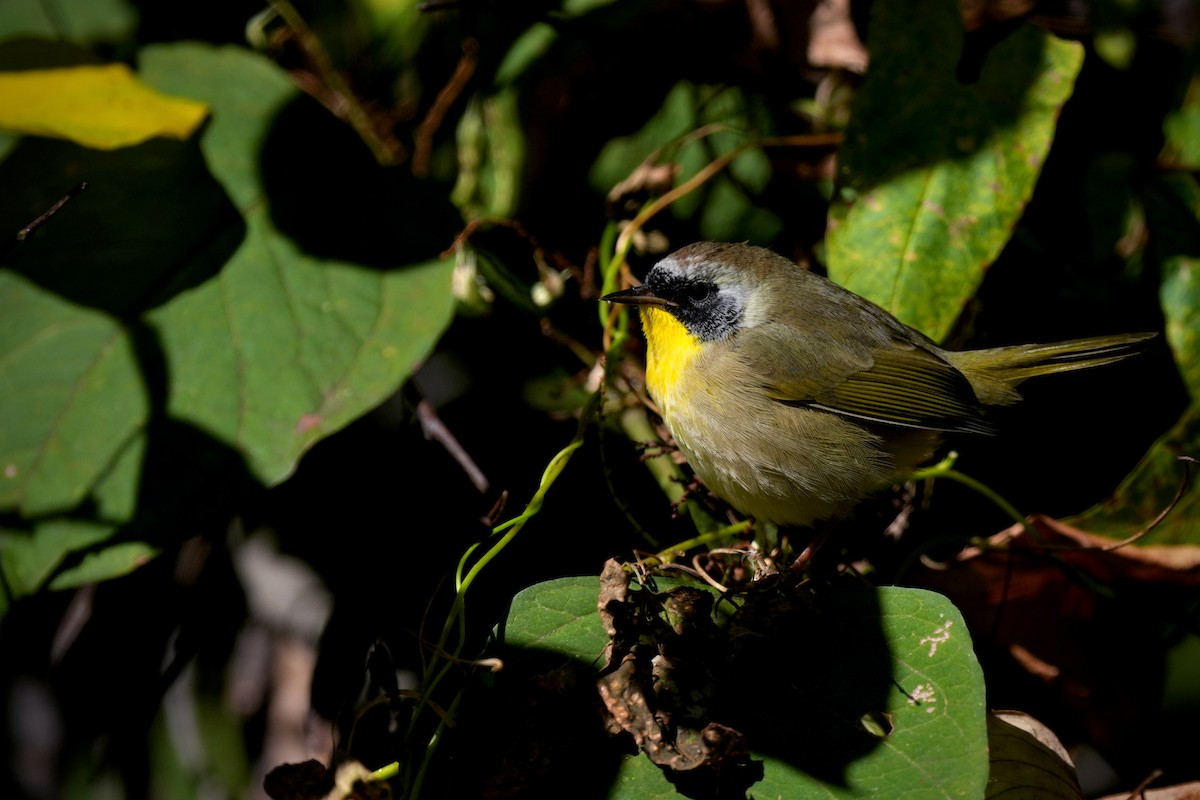 Common Yellowthroat - ML643450492