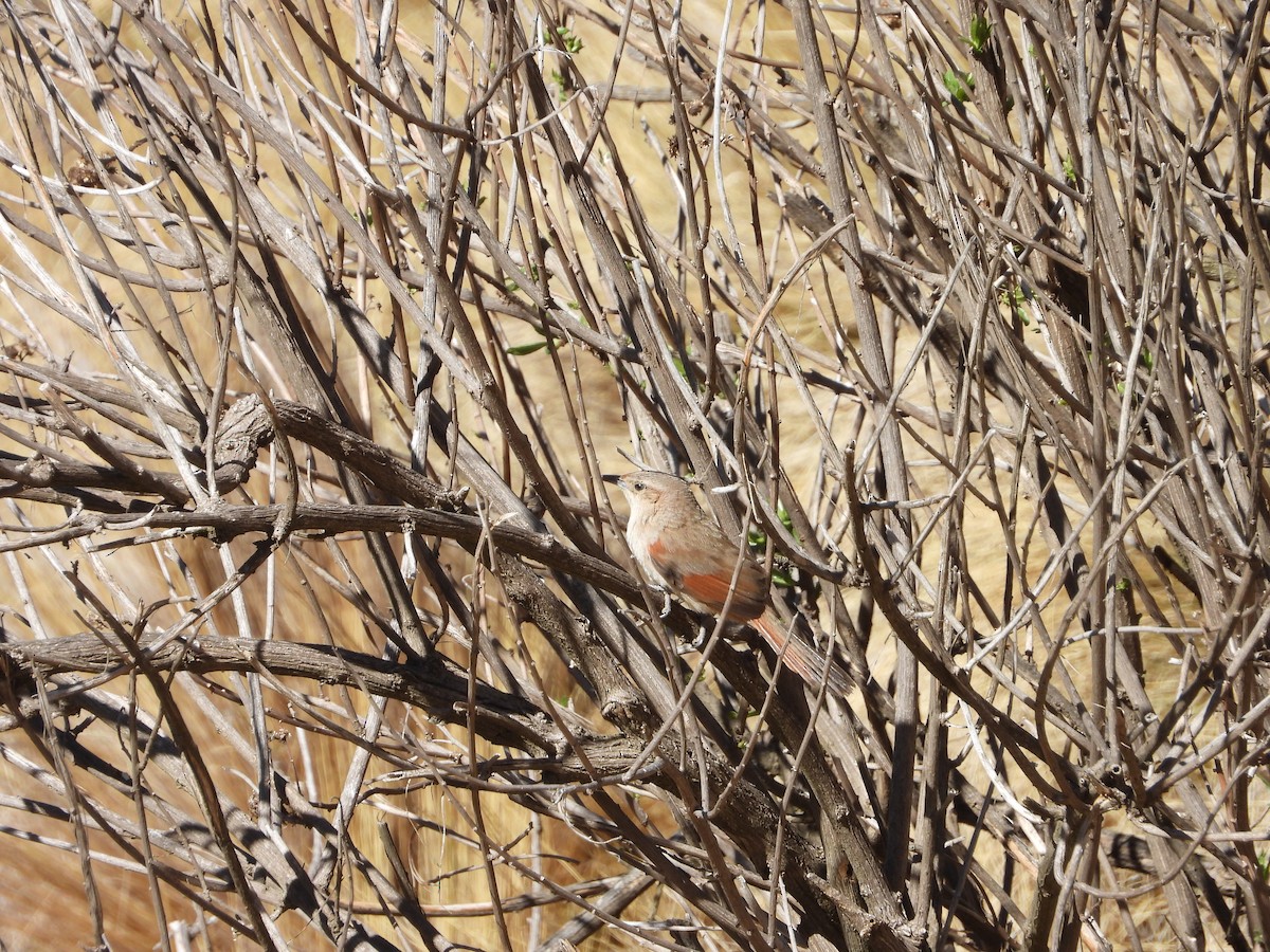 Streak-fronted Thornbird - ML643450521