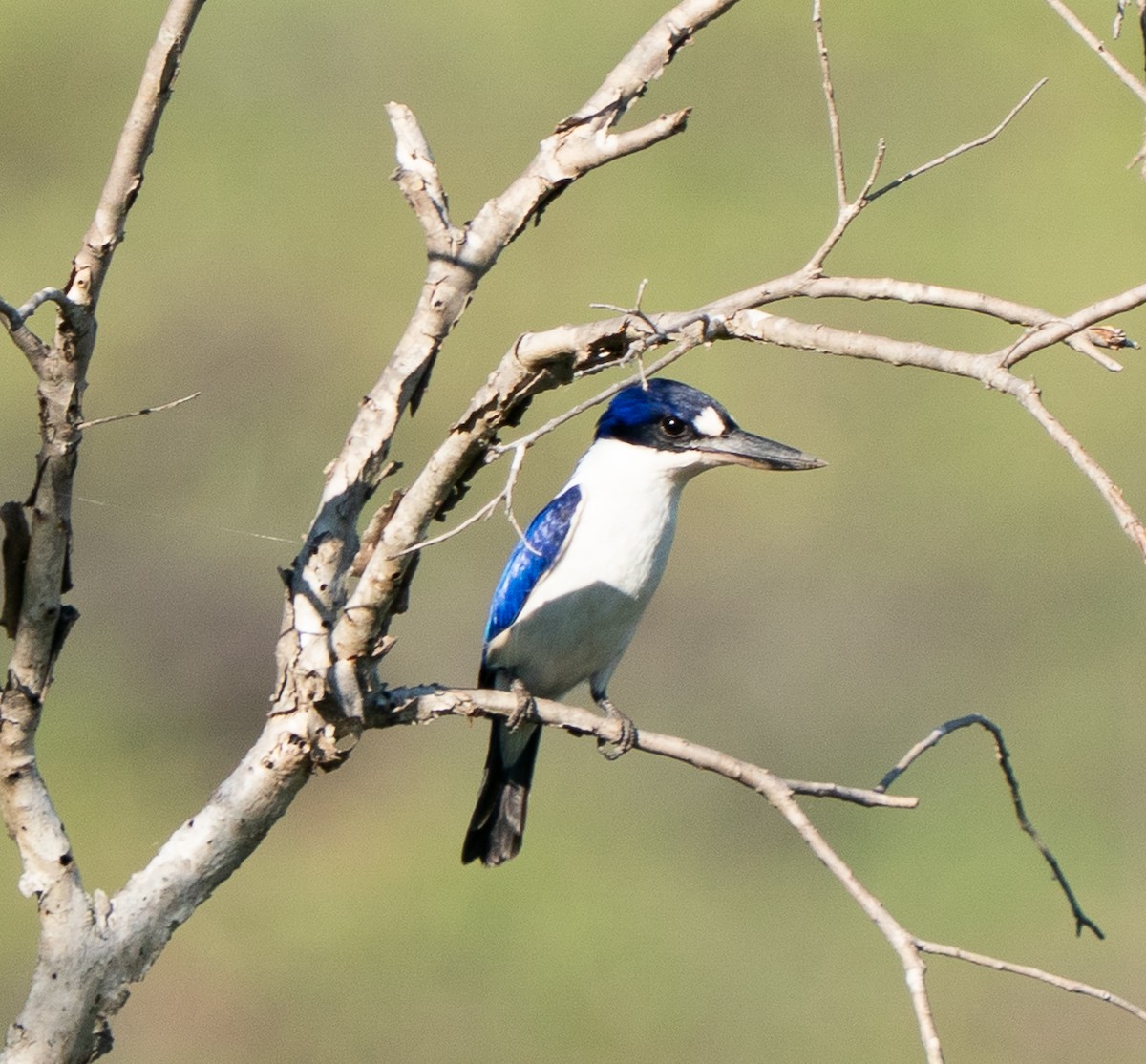 Forest Kingfisher - ML643450533