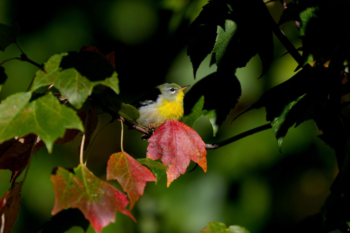 Northern Parula - ML643450581