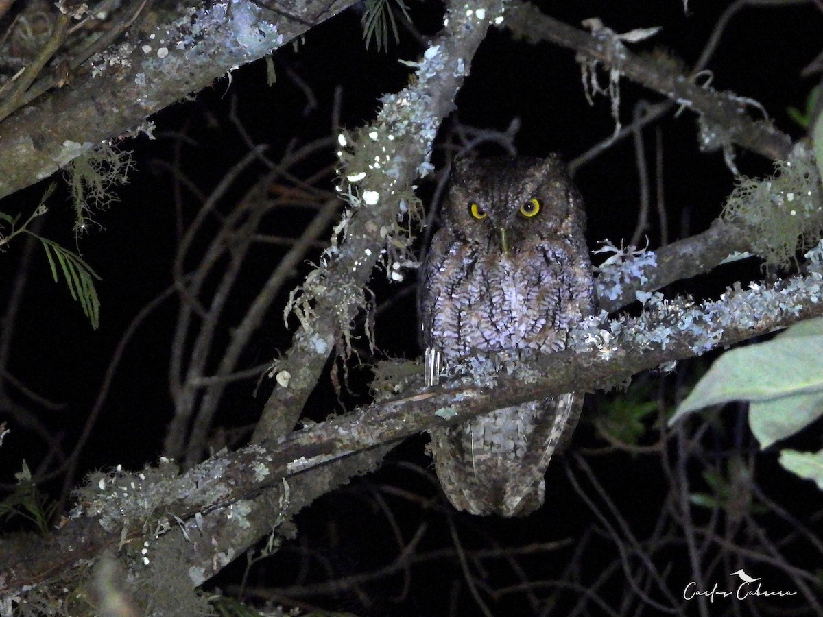 ホイオオコノハズク - ML643450587