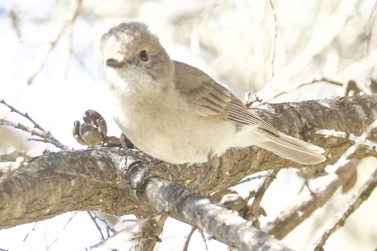 Golden Whistler (Eastern) - ML643450589