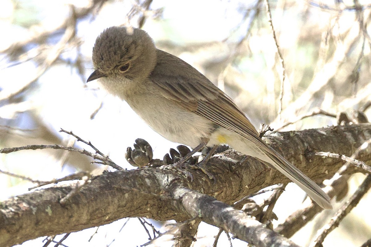 Golden Whistler (Eastern) - ML643450590