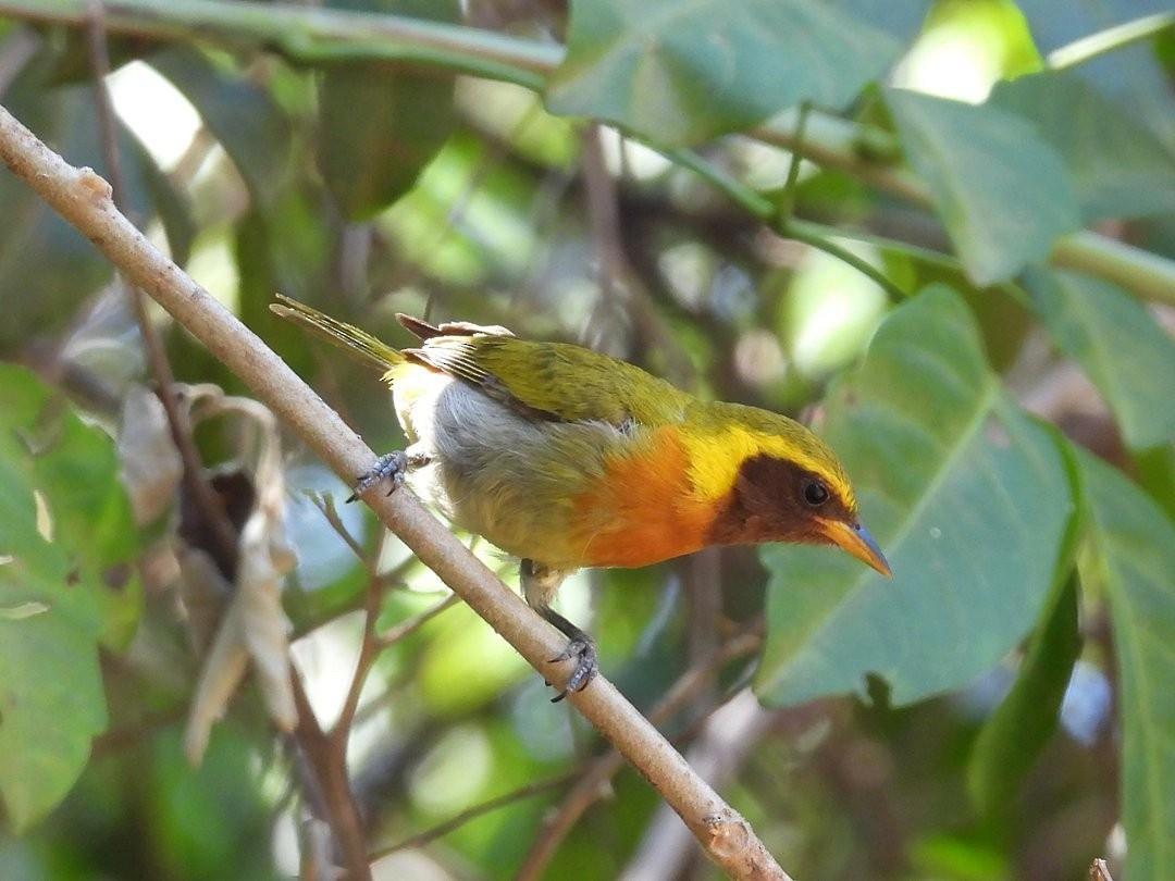 Guira Tanager - ML643450591