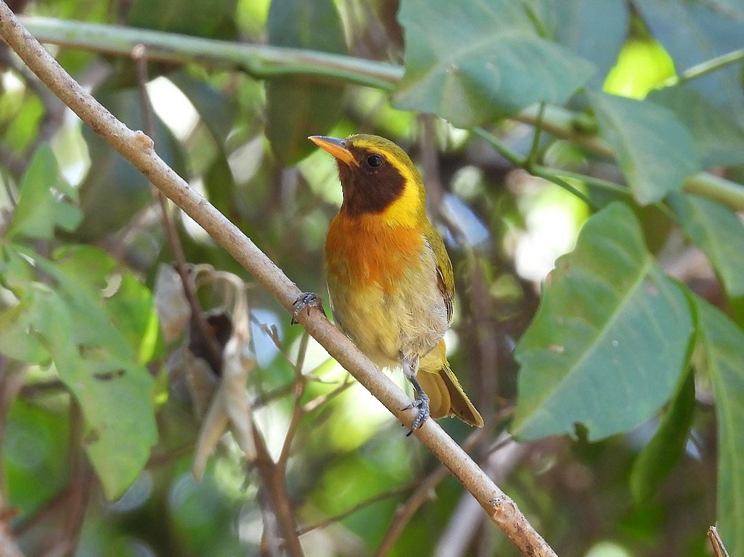 Guira Tanager - ML643450592