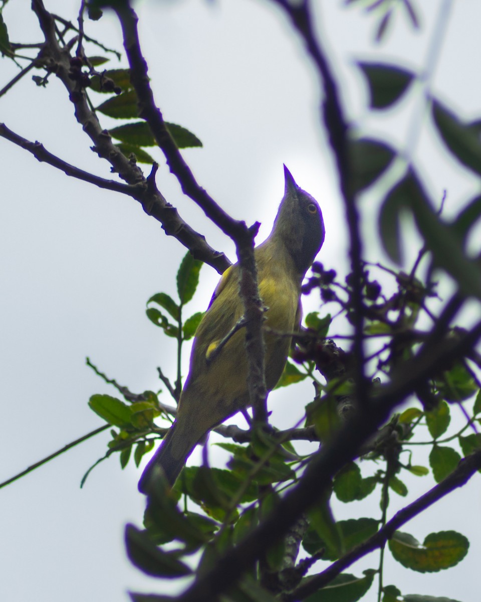 Black-faced Dacnis - ML643450593