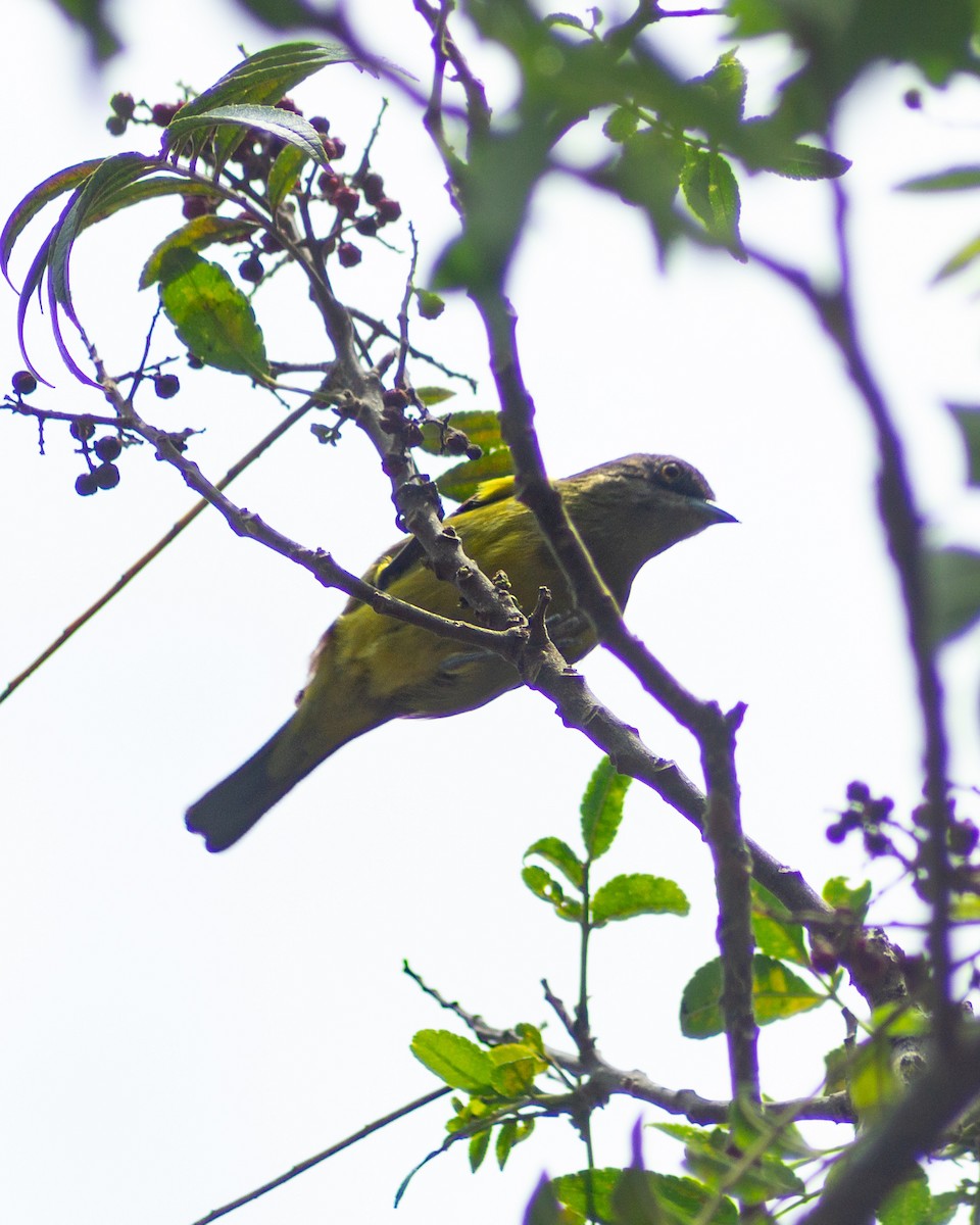 Black-faced Dacnis - ML643450594