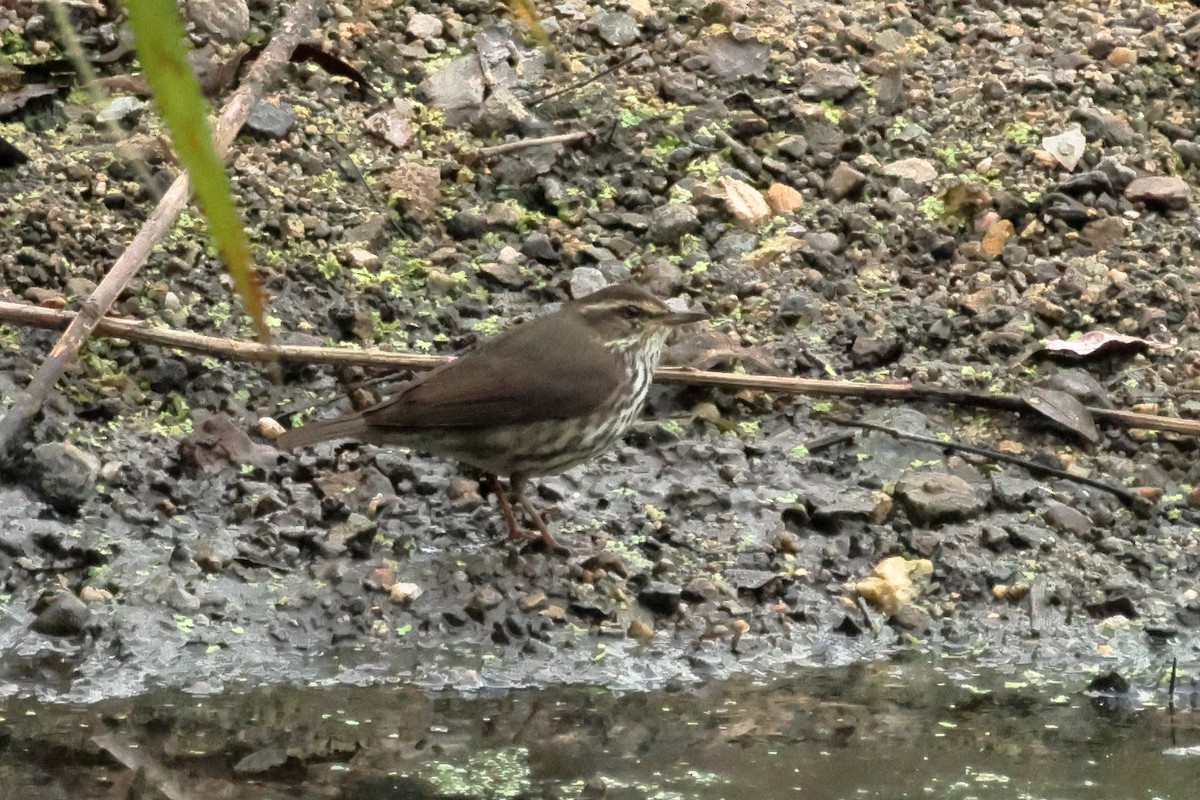 Northern Waterthrush - ML643450596