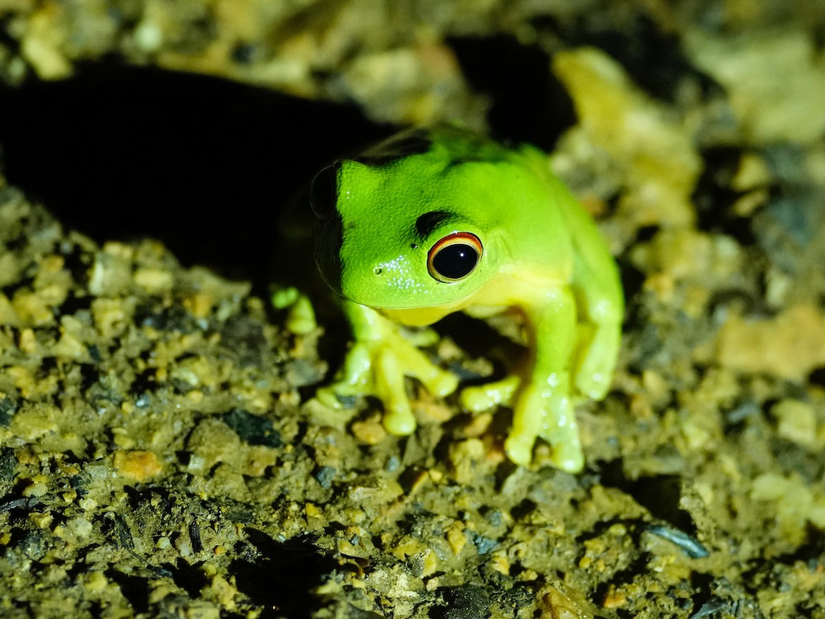 Animals - ML643450611