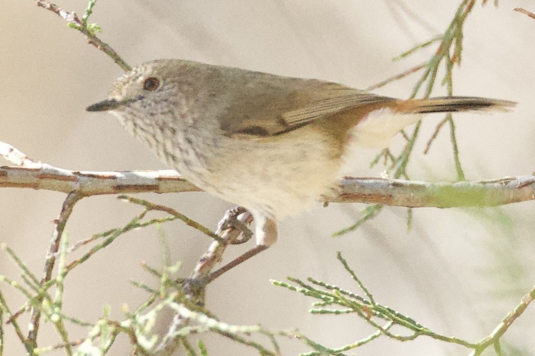 Inland Thornbill - ML643450627
