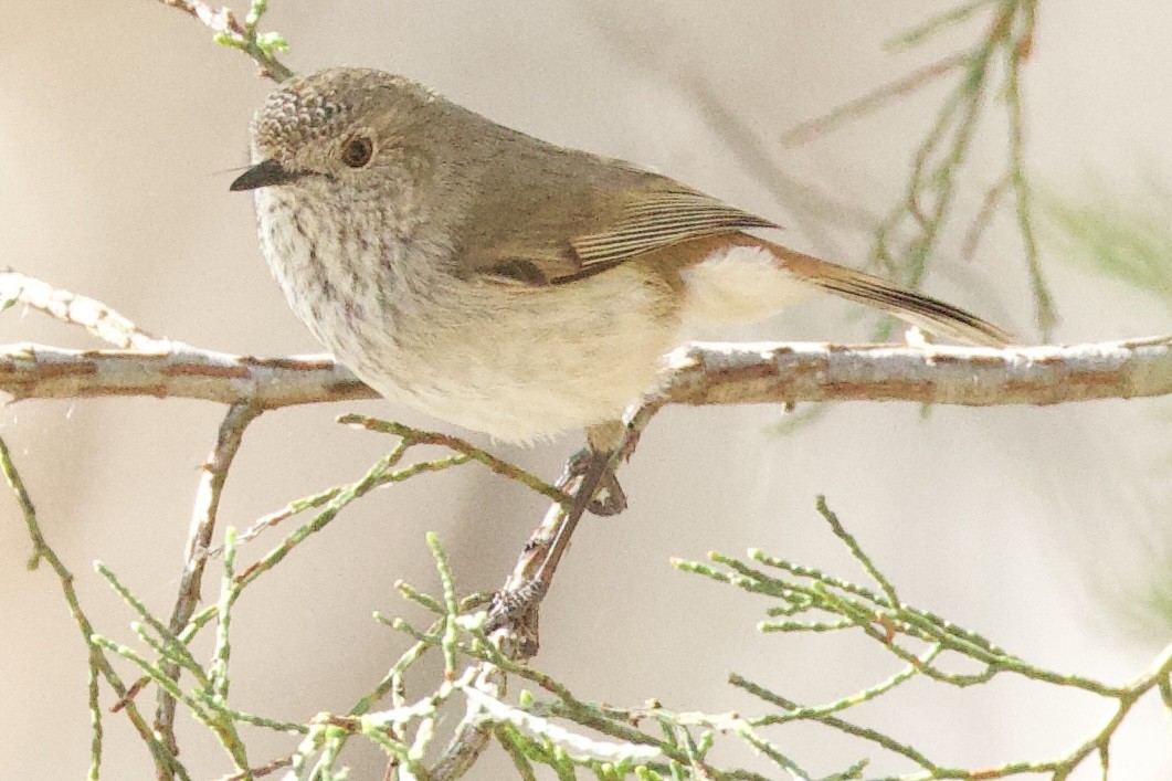 Inland Thornbill - ML643450628