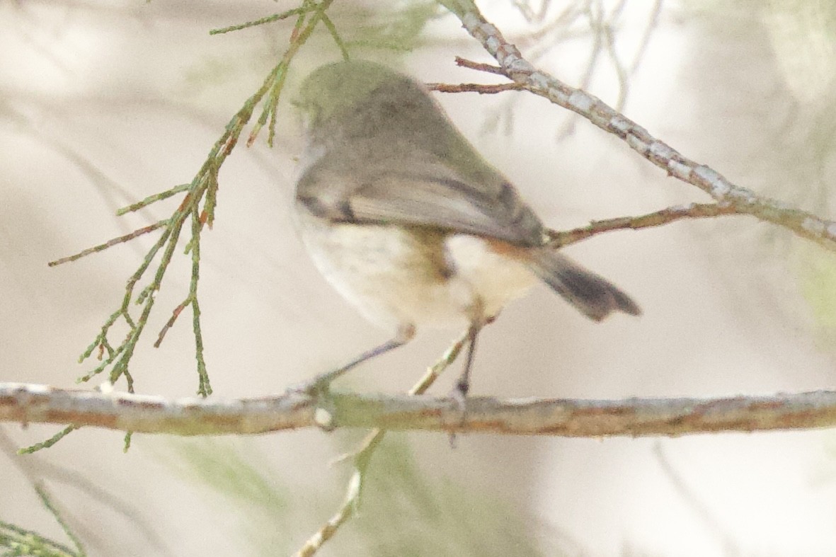 Inland Thornbill - ML643450629