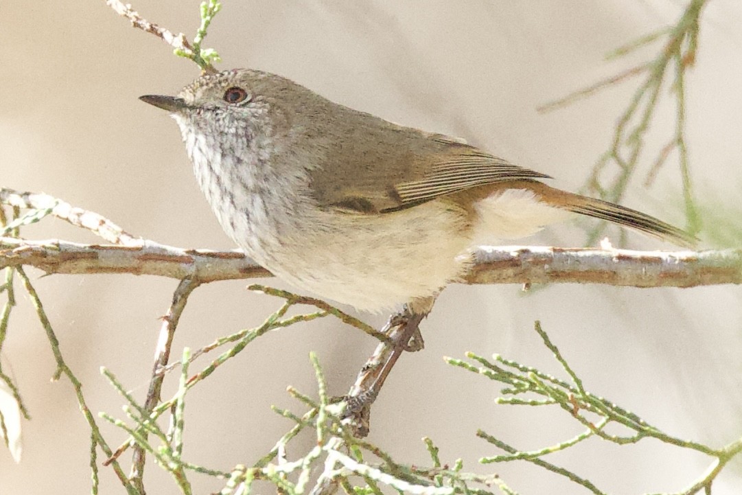 Inland Thornbill - ML643450630