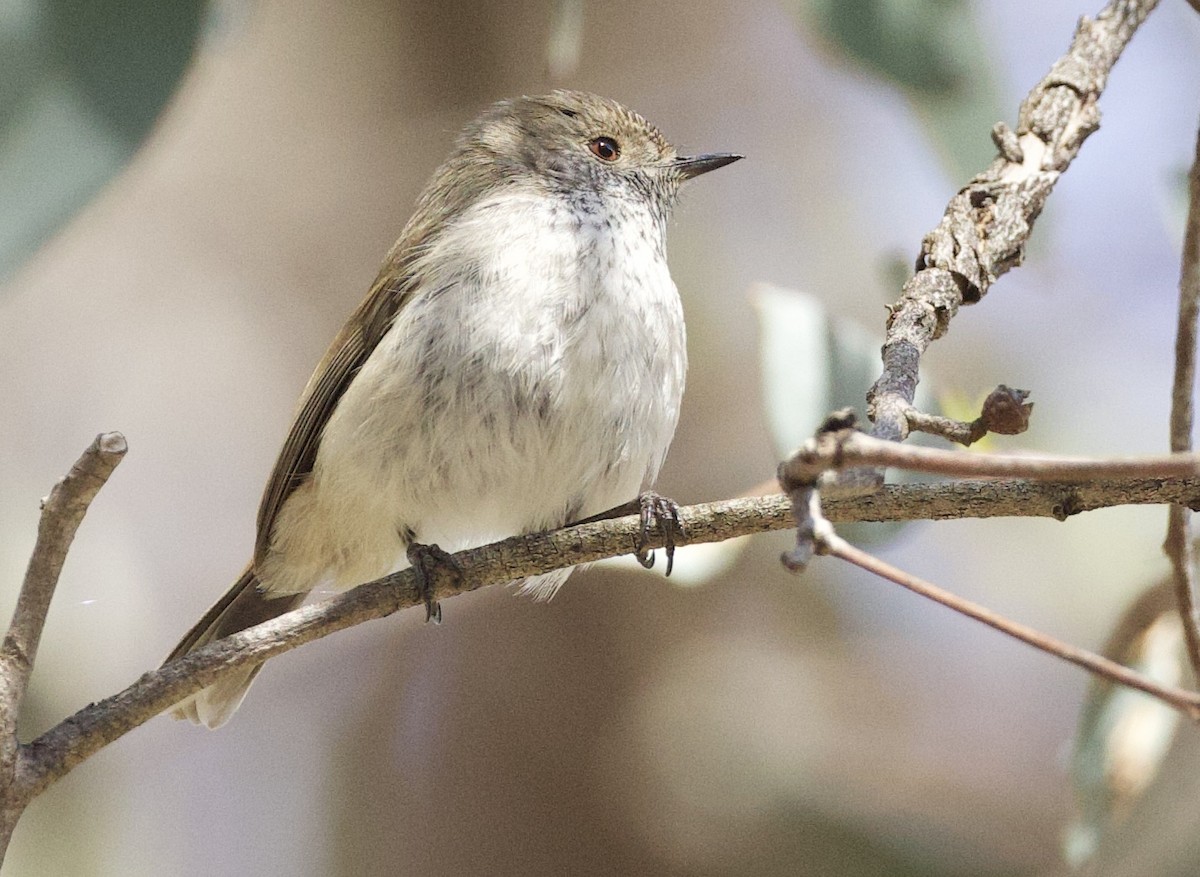 Inland Thornbill - ML643450631