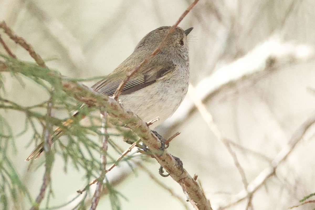 Inland Thornbill - ML643450632