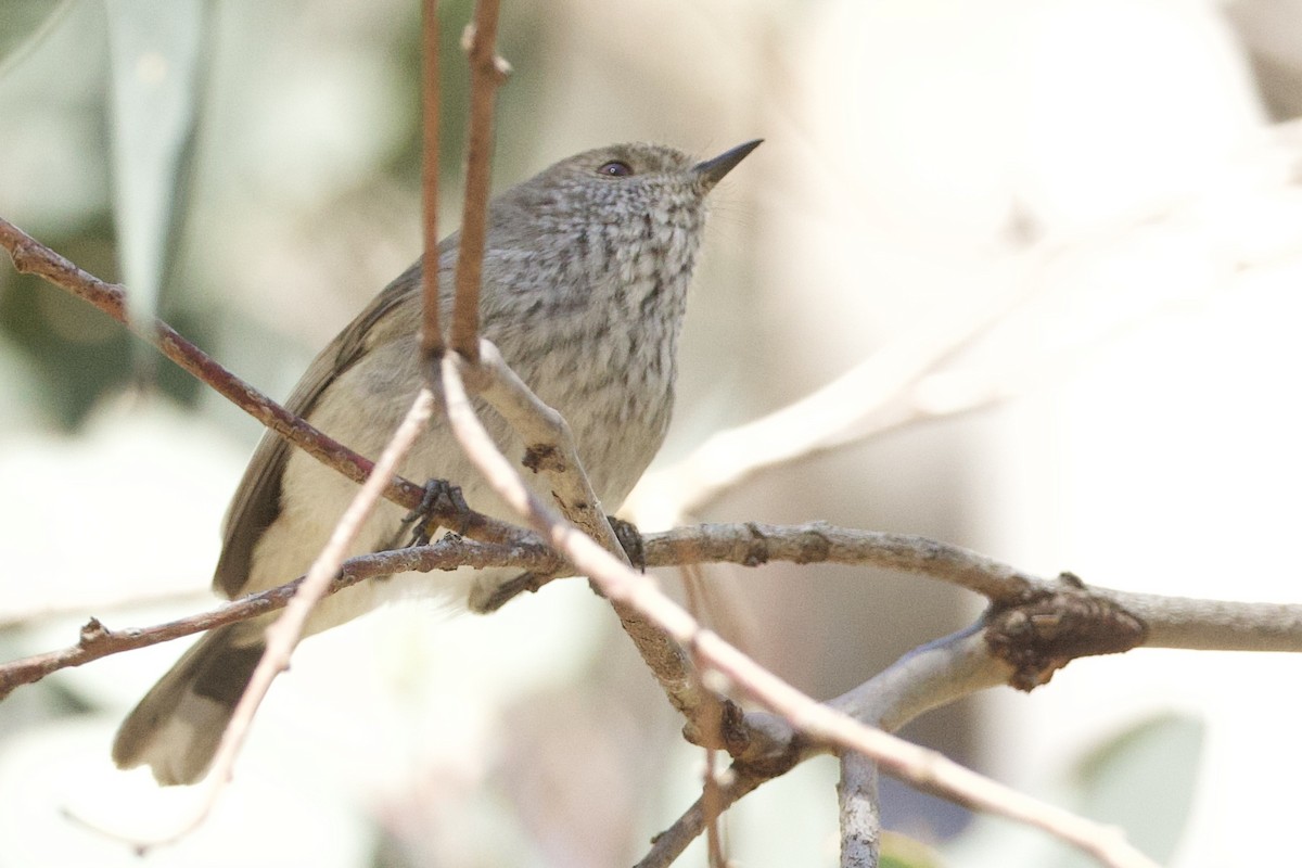 Inland Thornbill - ML643450633