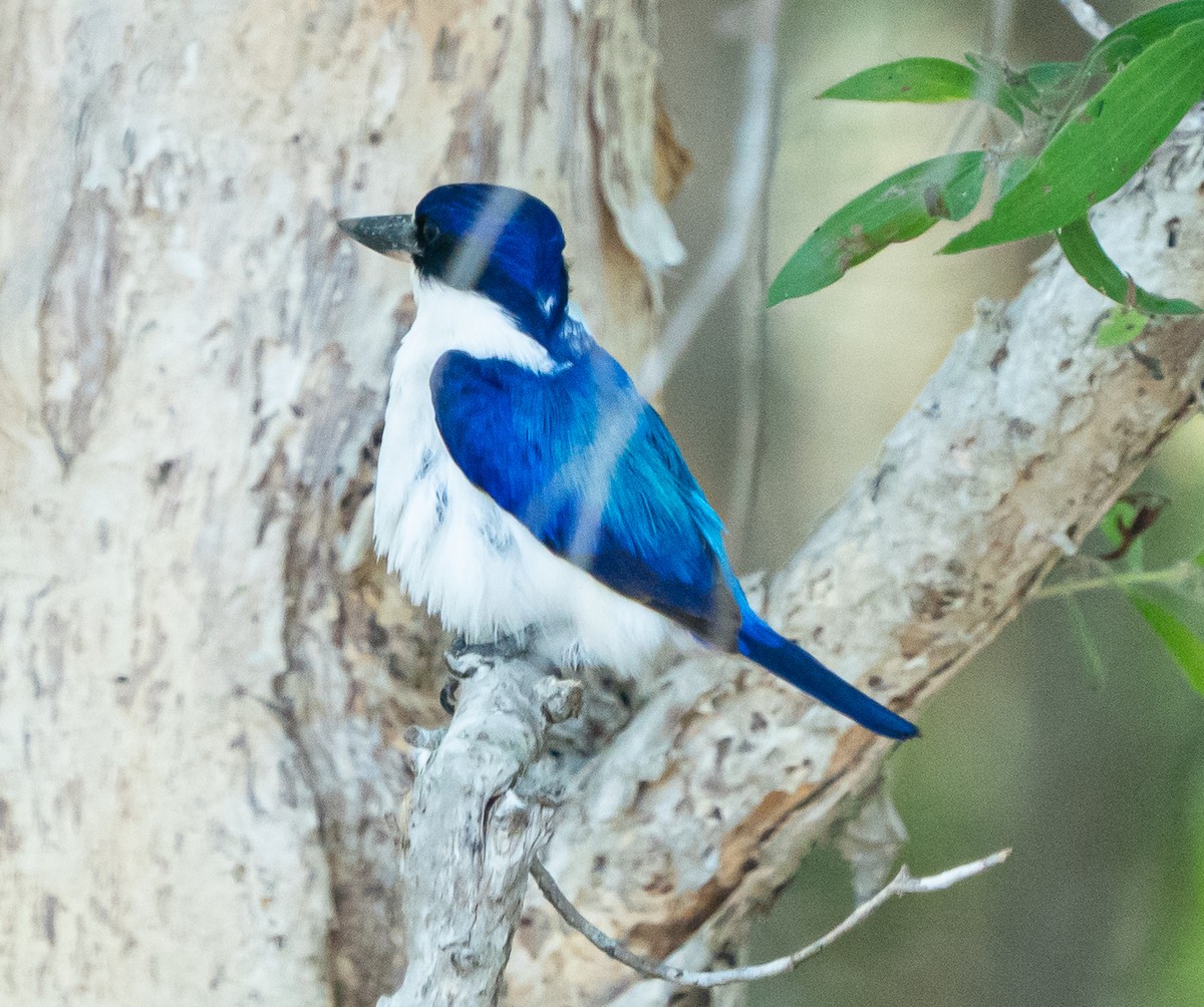 Forest Kingfisher - ML643450637